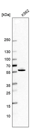 Western blot analysis in human cell line K562.