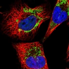 Immunofluorescent staining of human cell line U-251 MG shows localization to mitochondria.