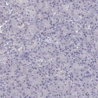 Immunohistochemical staining of human pancreas shows no positivity in exocrine glandular cells as expected.