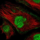 Immunofluorescent staining of human cell line HeLa shows localization to nucleoplasm, mitochondria & actin filaments.