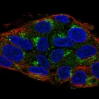 Immunofluorescent staining of human cell line Hep G2 shows localization to vesicles.