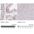 Anti-BARD1 Antibody