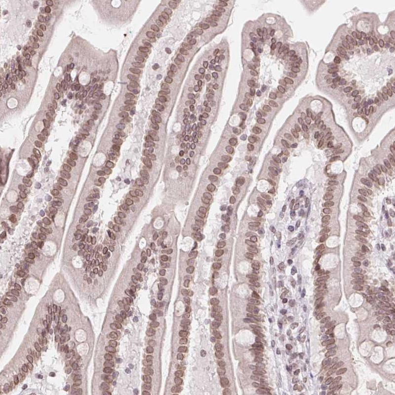 Anti-ZNF488 Antibody