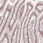 Anti-ZNF488 Antibody
