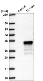 Western blot analysis in control (vector only transfected HEK293T lysate) and ZNF488 over-expression lysate (Co-expressed with a C-terminal myc-DDK tag (~3.1 kDa) in mammalian HEK293T cells, LY403503).