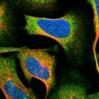 Immunofluorescent staining of human cell line U-2 OS shows localization to cytosol.