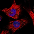 Immunofluorescent staining of human cell line U-251 MG shows localization to centrosome.