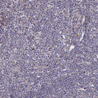 Immunohistochemical staining of human tonsil shows very weak positivity in non-germinal center cells.