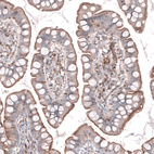 Immunohistochemical staining of human small intestine shows moderate positivity in apical membranes in glandular cells.