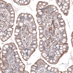 Immunohistochemical staining of human small intestine shows moderate positivity in apical membranes in glandular cells.