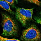Immunofluorescent staining of human cell line U-2 OS shows localization to cytosol.