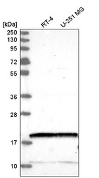 Anti-NUDT2 Antibody