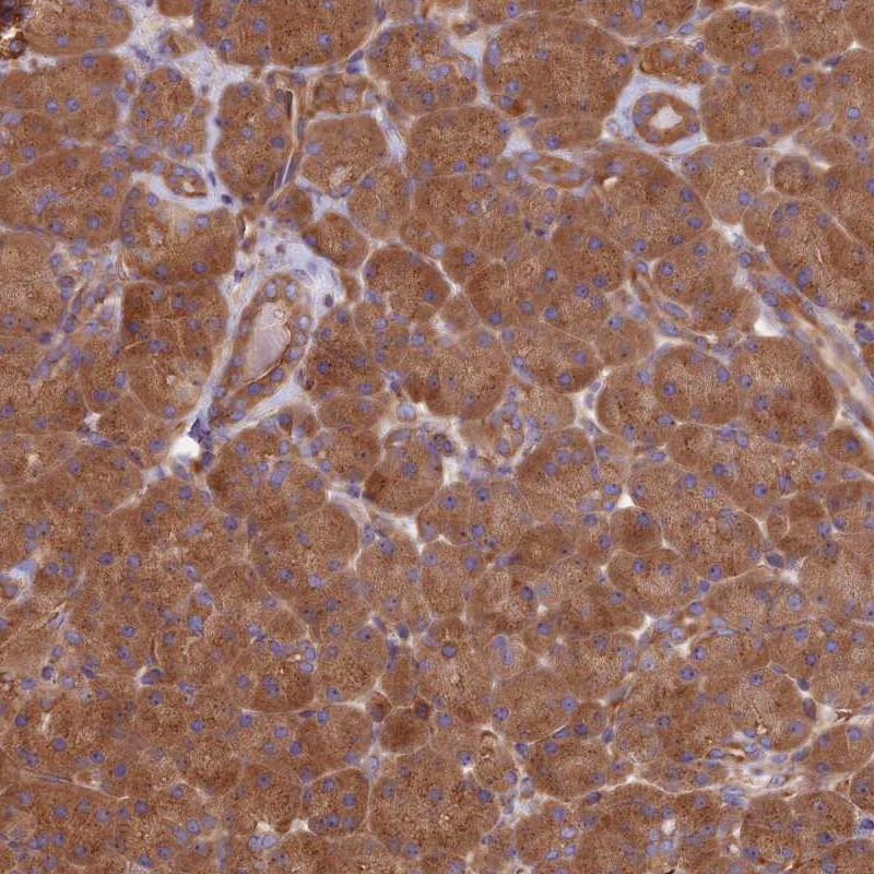 Anti-DCTN3 Antibody