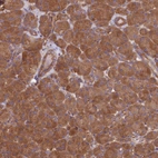 Anti-DCTN3 Antibody