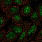 Anti-ZFP1 Antibody