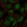 Anti-ZFP1 Antibody