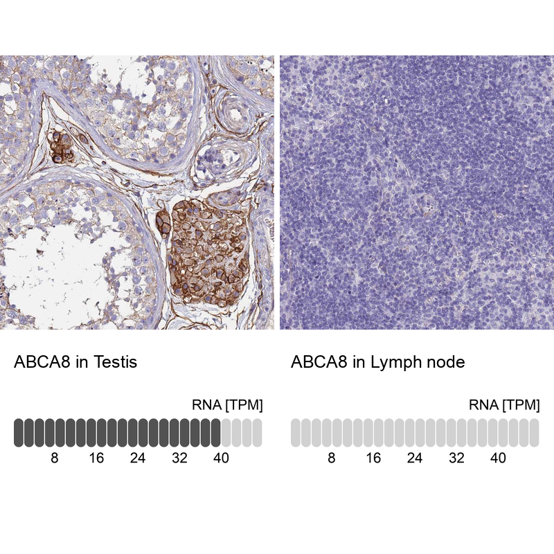 Anti-ABCA8 Antibody