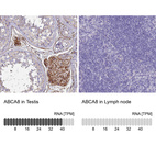 Anti-ABCA8 Antibody