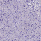 Immunohistochemical staining of human pancreas shows no positivity in exocrine glandular cells as expected.