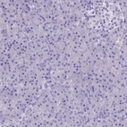 Immunohistochemical staining of human pancreas shows no positivity in exocrine glandular cells as expected.