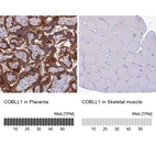 Anti-COBLL1 Antibody