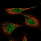 Immunofluorescent staining of human cell line U-251 MG shows localization to nucleoplasm.