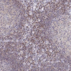 Immunohistochemical staining of human lymph node shows moderate cytoplasmic positivity in non-germinal center cells.