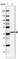 Anti-C2orf72 Antibody