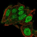 Immunofluorescent staining of human cell line Hep G2 shows localization to nucleus & plasma membrane.