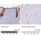 Anti-CST6 Antibody