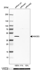 Western blot analysis in MCF-7 cells transfected with control siRNA, target specific siRNA probe #1 and #2, using Anti-HMCES antibody. Remaining relative intensity is presented. Loading control: Anti-GAPDH.
