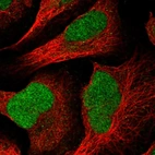 Immunofluorescent staining of human cell line U-2 OS shows localization to nucleus.