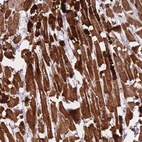 Anti-CTBP2 Antibody