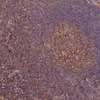 Anti-TRIM26 Antibody