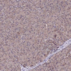 Immunohistochemical staining of human pancreas shows low expression as expected.