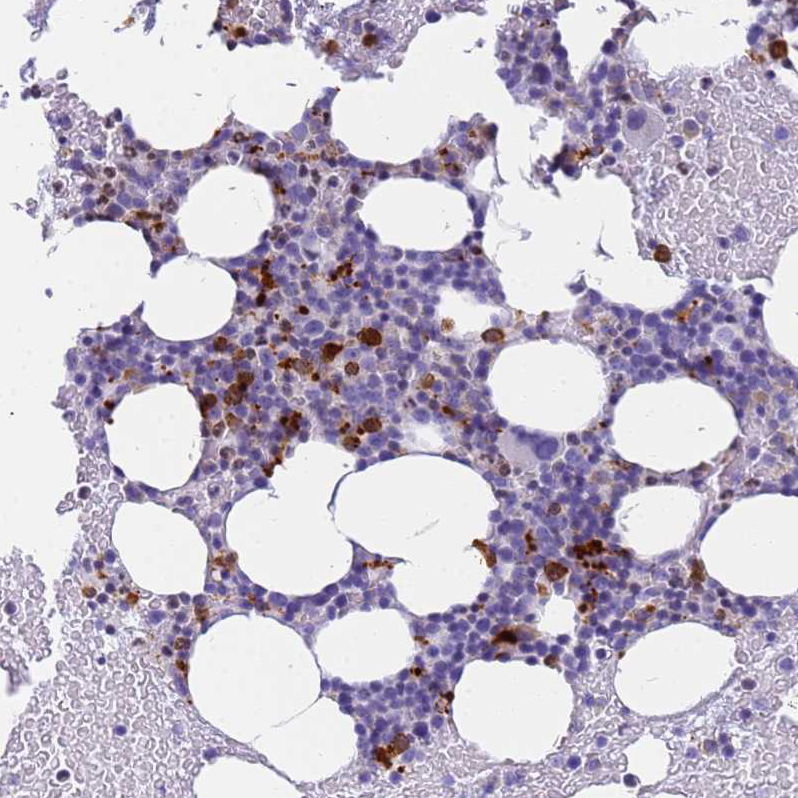 Anti-RNASE2 Antibody