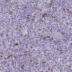 Anti-RNASE2 Antibody