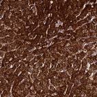 Anti-FAHD2A Antibody
