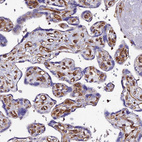 Immunohistochemical staining of human placenta shows strong cytoplasmic positivity in endothelial cells.