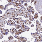 Immunohistochemical staining of human placenta shows strong cytoplasmic positivity in endothelial cells.