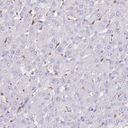 Anti-TRPV2 Antibody