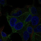 Immunofluorescent staining of human cell line SK-MEL-30 shows localization to plasma membrane.