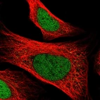 Immunofluorescent staining of human cell line U-2 OS shows localization to nucleoplasm.