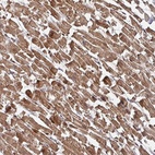 Anti-KIF1C Antibody