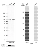 Western blot analysis in human cell line PC-3 and human cell line HeLa.