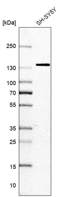 Western blot analysis in human cell line SH-SY5Y.