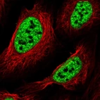 Immunofluorescent staining of human cell line U-2 OS shows localization to nuclear speckles.