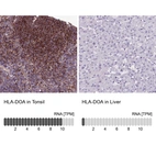 Anti-HLA-DOA Antibody