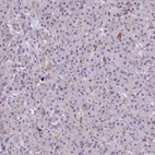 Immunohistochemical staining of human pancreas shows no positivity in exocrine glandular cells as expected.