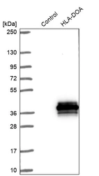 Western blot analysis in control (vector only transfected HEK293T lysate) and HLA-DOA over-expression lysate (Co-expressed with a C-terminal myc-DDK tag (~3.1 kDa) in mammalian HEK293T cells, LY419523).